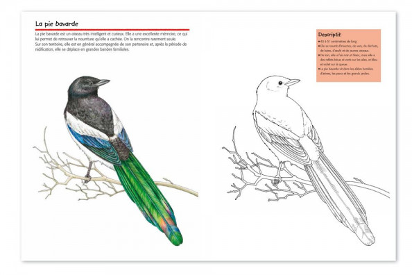 vogelwartech  'oiseaux'  cahier de coloriage