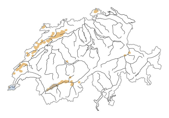 Verbreitung - Heidelerche