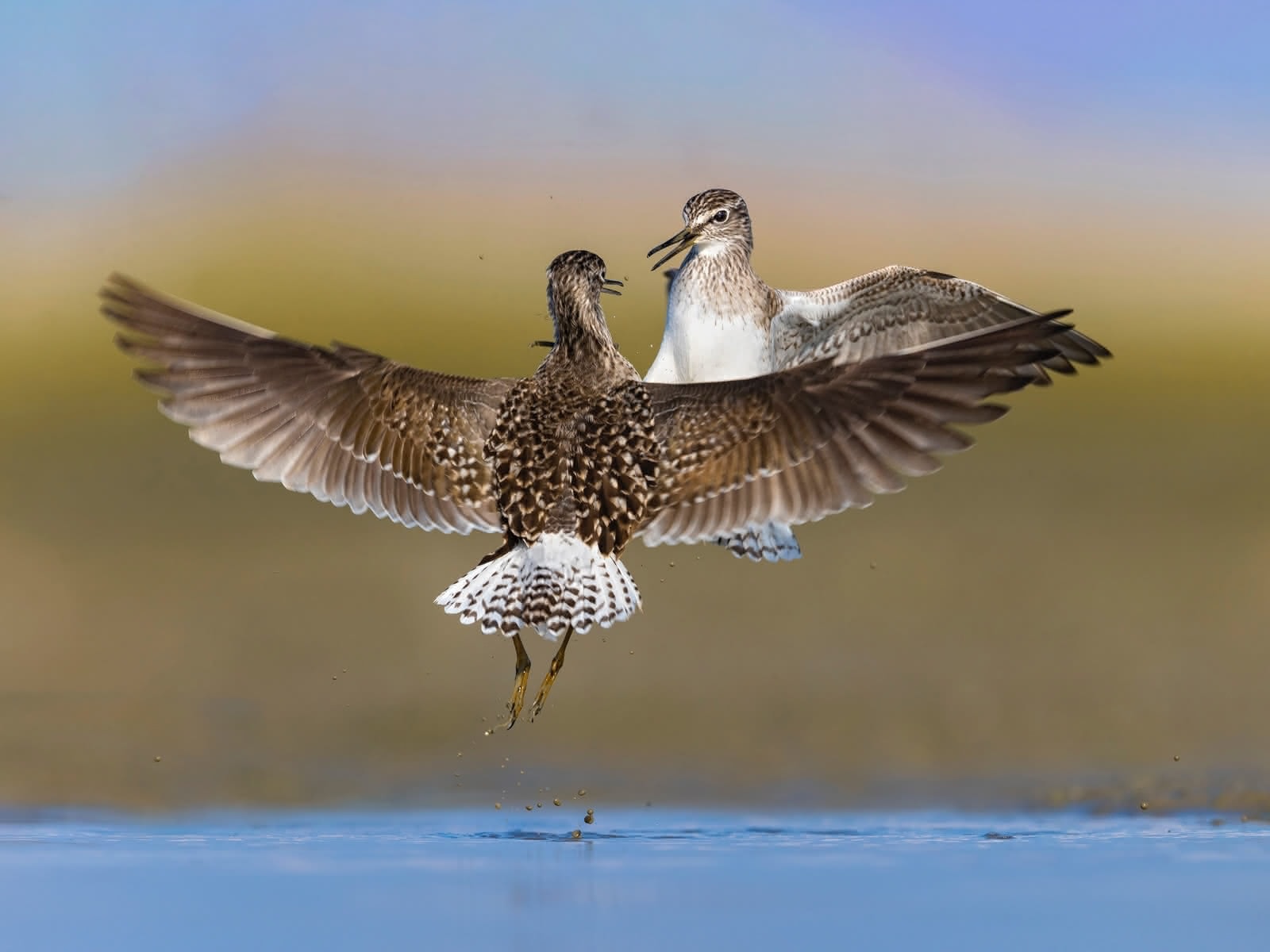 Sandpiper In Flight Sandpiper in flight 60 photos - Travelerscast.com