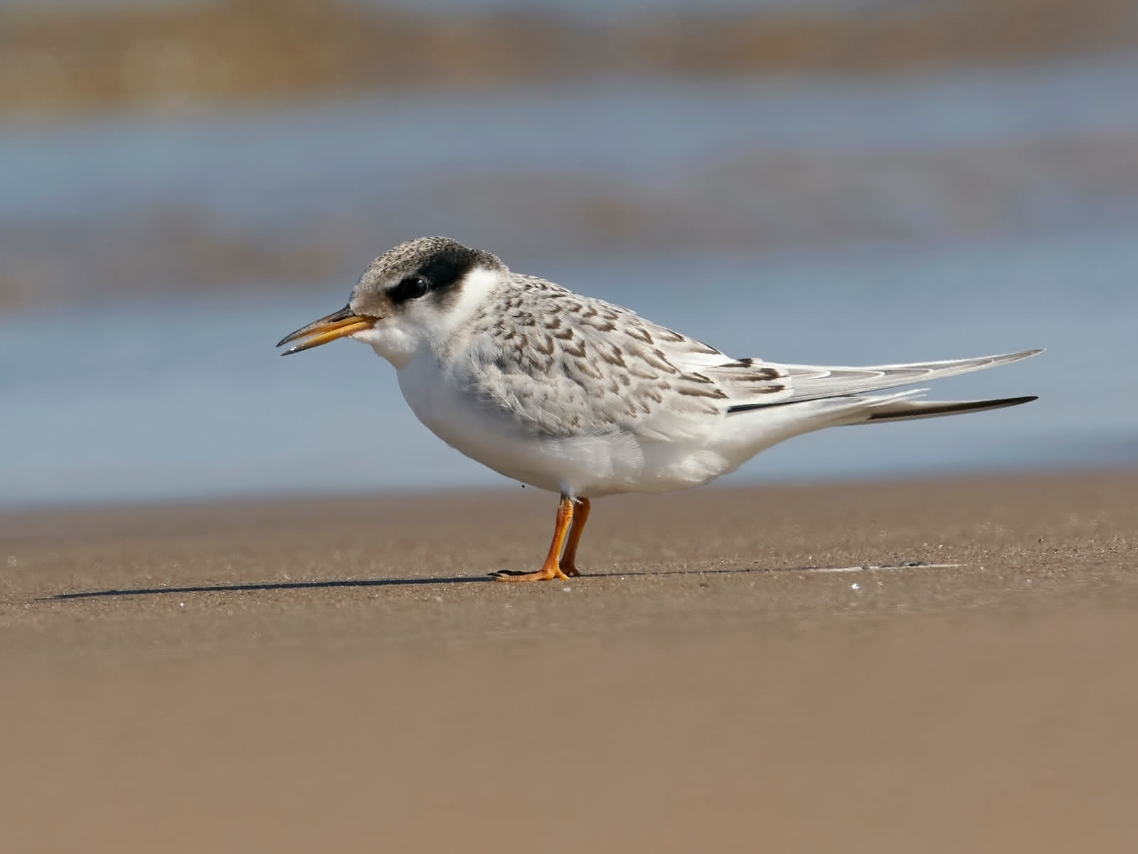 vogelwarte.ch - Little Tern