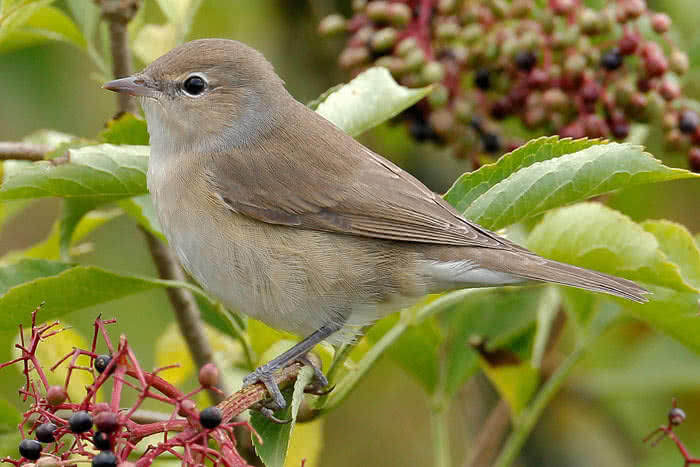 Vogelarten Fauvette Des Jardins