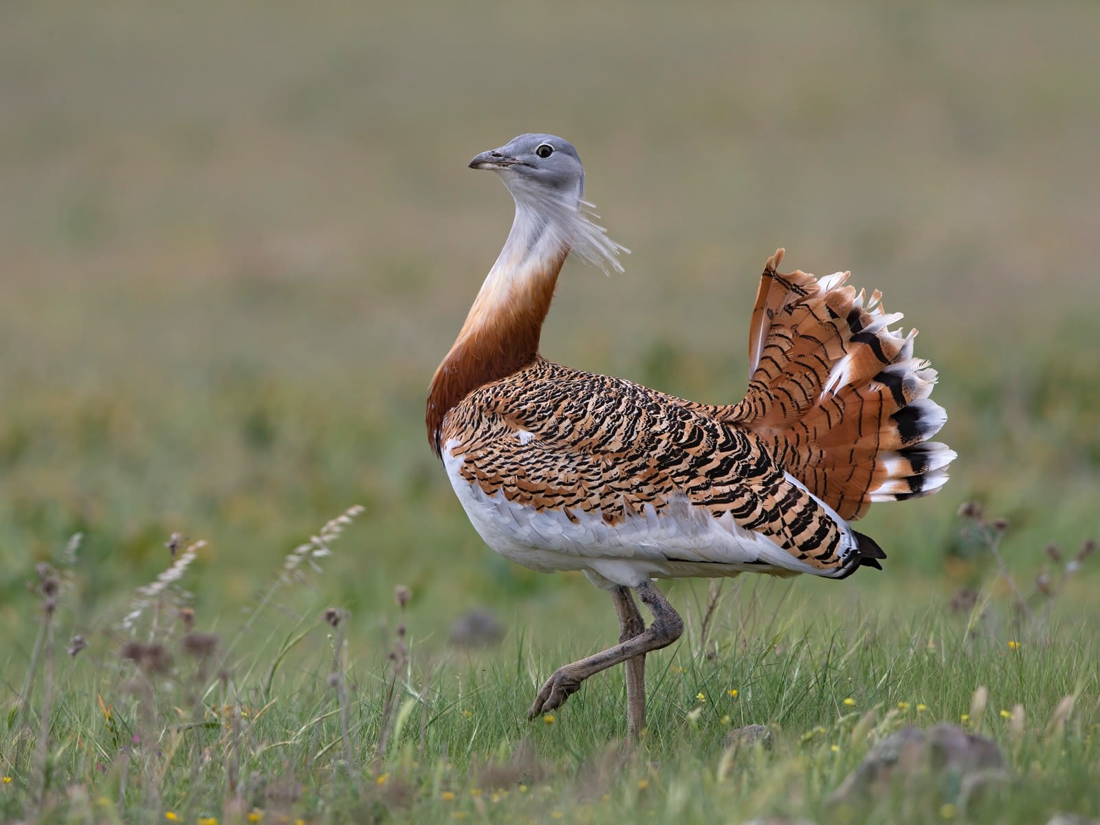Vogelarten: Outarde barbue